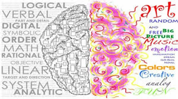 rs=w_600,cg_true (1) A drawing of the human brain and its sections.